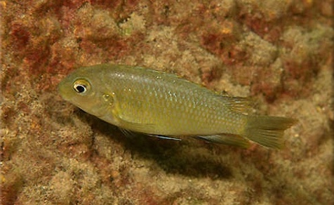 Tropheops sp. 'lilac' Mumbo Island